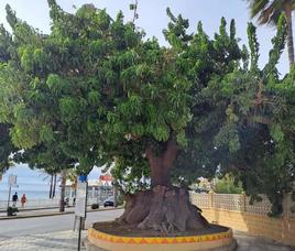 The ombu tree in Benalmádena before high winds knocked it over.