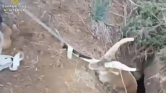 Watch as specialist police rescue mountain goat trapped for several days in deep chasm in Malaga province