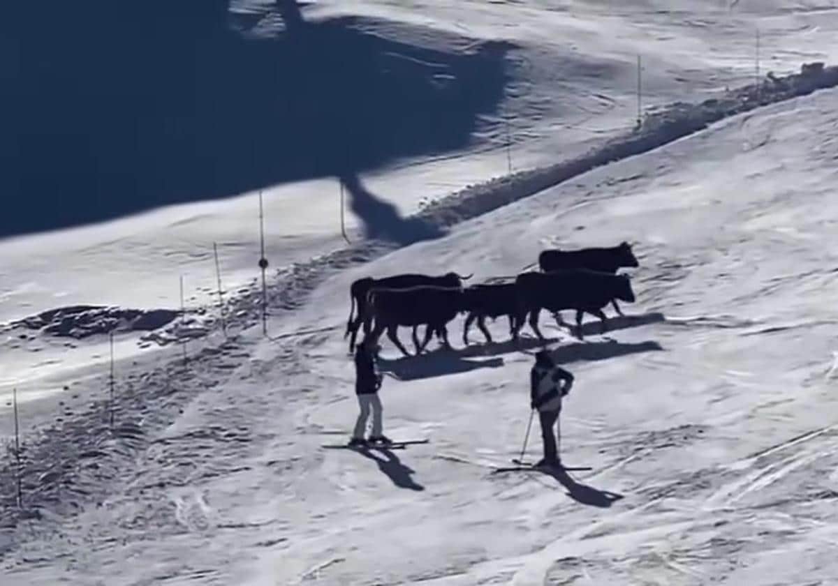 Observe a los esquiadores asustar al ganado en la pista de la estación de Sierra Nevada en el sur de España.