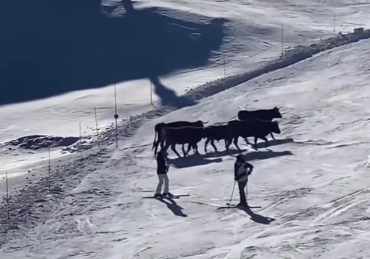 The group of cattle crossing one of the ski runs at the Sierra Nevada resort in Granada.