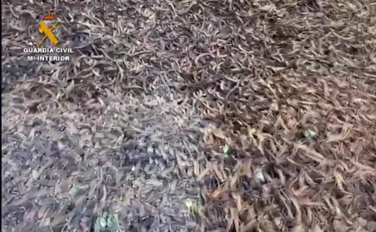 Archive image from a previous seizure of stolen carob beans.