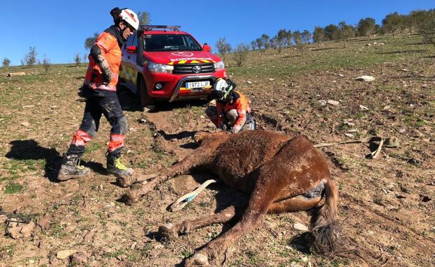 Imagen principal - In pictures: firefighters rescue horse trapped in ditch on a farm near Ronda