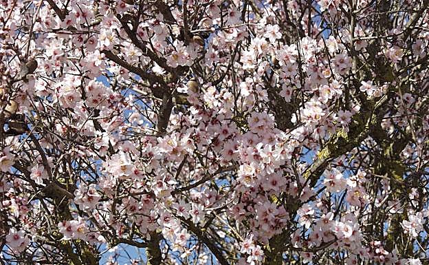 The entrance to the village is home to almond orchards, as is the walk up to the castle.
