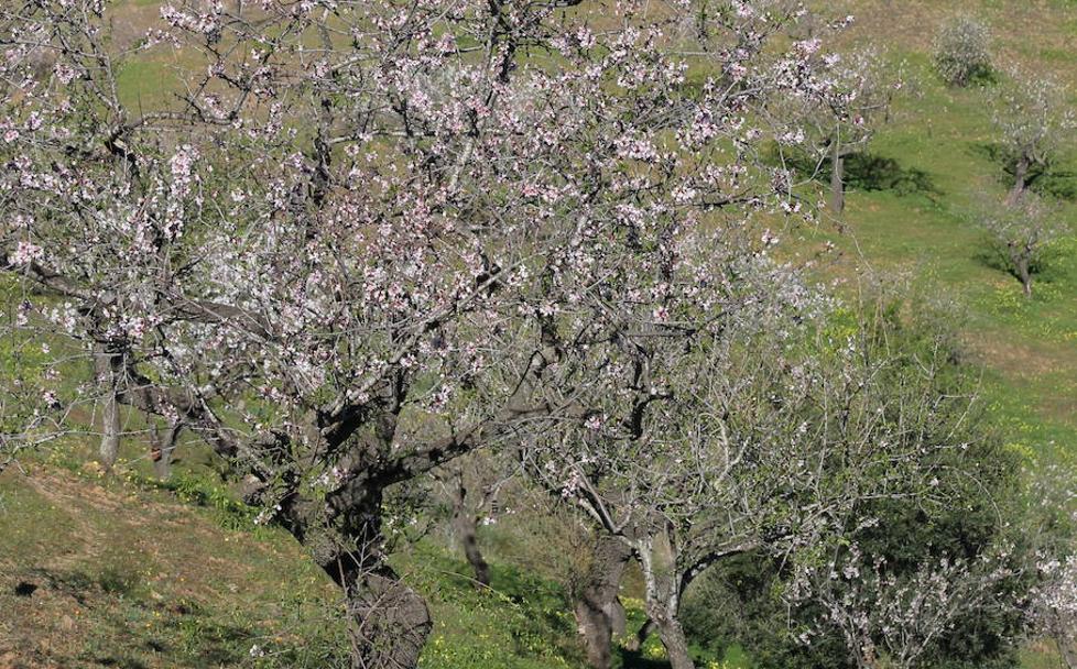Top spots to see the almond blossom around Malaga province this winter 