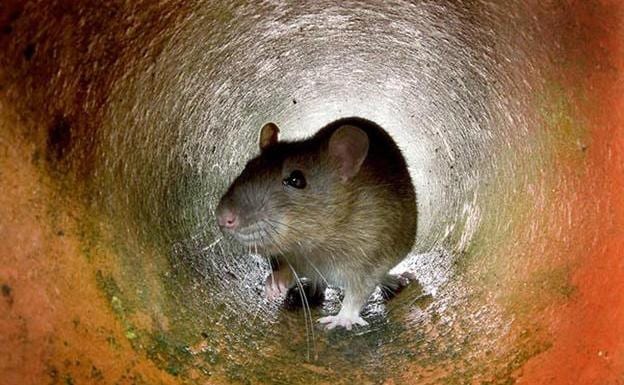 Super-rats arrive in Spain