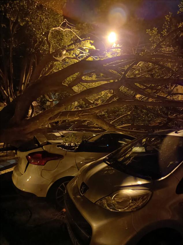 Cars damaged by fallen tree in Avenida Pepita Durán, in Teatinos district of Malaga
