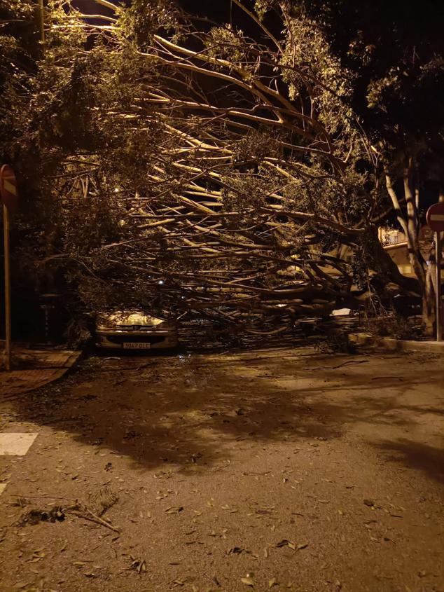 Cars damaged by fallen tree in Avenida Pepita Durán, in Teatinos district of Malaga