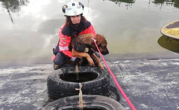 Dog rescued from Axarquía irrigation pool