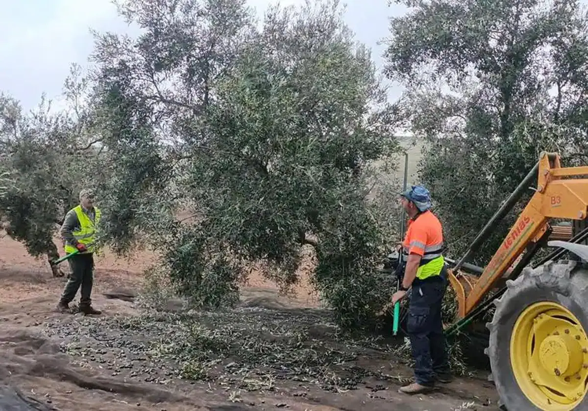 Several farmers take part in the olive harvest on a farm in Campillos this week.