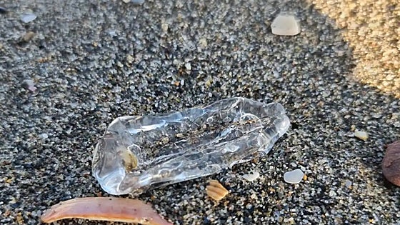 Thousands of harmless, glass-like sea creatures wash up on Costa del Sol beach - but what are they and why are they here?