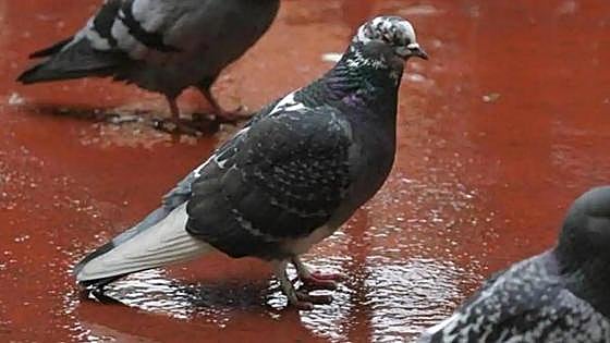 Woman faces 1,500 euro fine for feeding pigeons in Tenerife