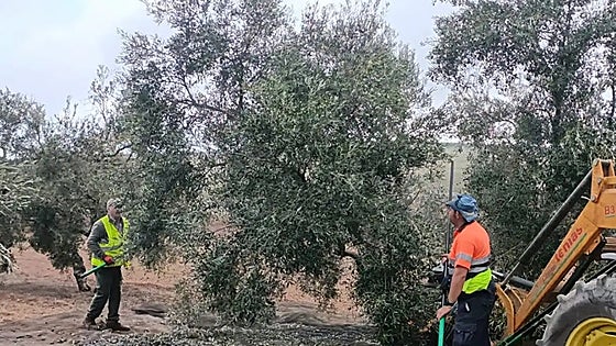 As the price of extra virgin olive oil soars in Spain, what needs to happen for it to drop back down again?