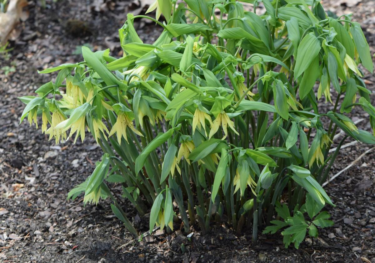 Recommended for your garden in the south of Spain: Uvularia grandiflora