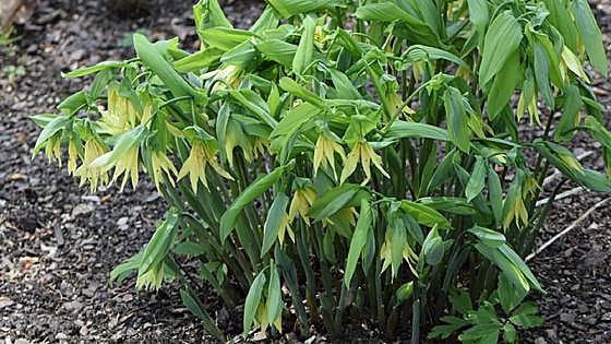 Recommended for your garden in the south of Spain: Uvularia grandiflora
