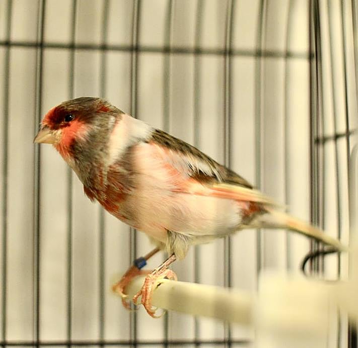 Imagen secundaria 2 - The breeder Juan Antonio Ramos with the president of the Ornithology Association, Francisco Sánchez, in the first photo. In the second photo, Sánchez shows one of the canaries and in the third photo is another of the birds in the competition.