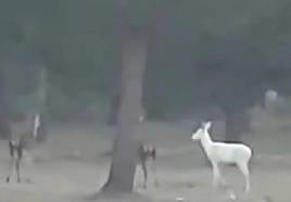 This is the magical moment a rare albino deer was captured on video in a National Park in the south of Spain