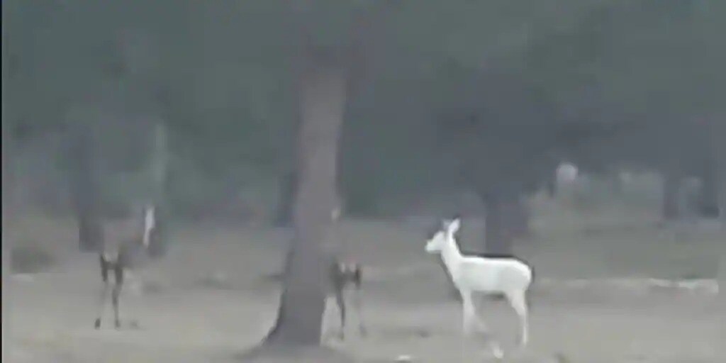 This is the magical moment a rare albino deer was captured on video in a National Park in the south of Spain