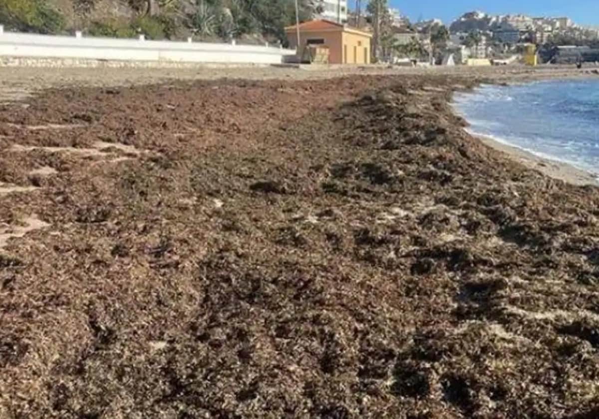 Fifty tonnes of invasive Asian seaweed cleared from Costa del Sol beach