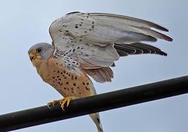 A lesser kestrel.
