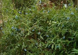 Billardiera species.