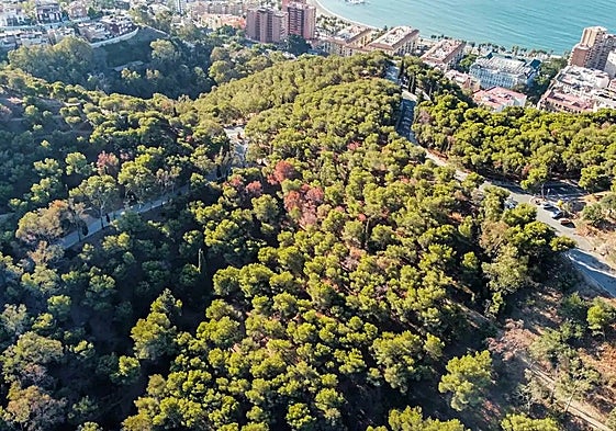 Aerial view of Mount Gibralfaro, where multiple patches of dry pine trees can be seen