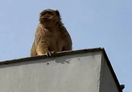 The macaque on the roof of a building in La Línea de la Concepción.