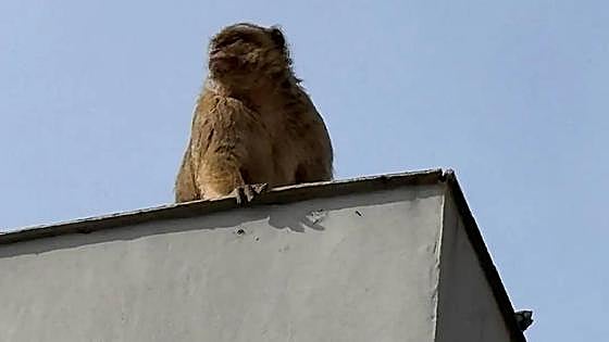 Gibraltar monkey finally captured in Spain's La Linea de la Concepción two days after crossing over the border