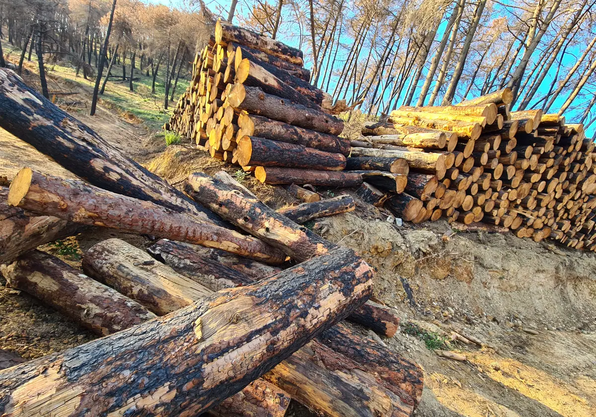 Stacks of roundwood in Sierra Mijas.