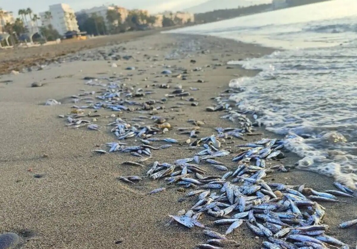 This is why thousands of young fish washed up dead on a popular Estepona beach
