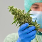 A worker at a company producing medical cannabis in Germany.
