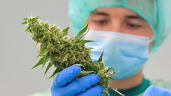 Process to regulate medicinal cannabis use in Spain is under way