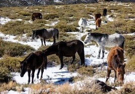 The herd of horses in Sierra Nevada.