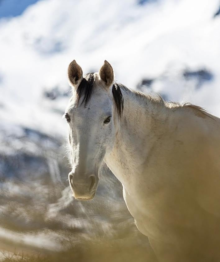 Imagen secundaria 2 - In pictures: Wild horses, mares and foals pay special visit to Sierra Nevada ski resort after recent storms