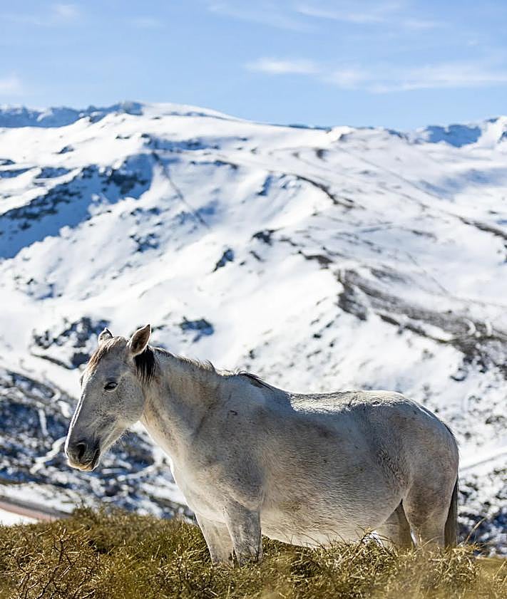 Imagen secundaria 2 - In pictures: Wild horses, mares and foals pay special visit to Sierra Nevada ski resort after recent storms