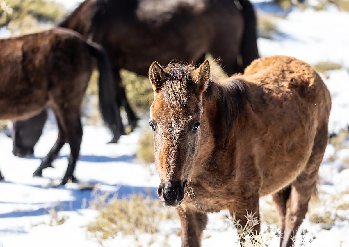 Imagen secundaria 1 - In pictures: Wild horses, mares and foals pay special visit to Sierra Nevada ski resort after recent storms
