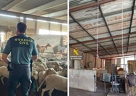 Images from the Guardia Civil operation in Malaga province.