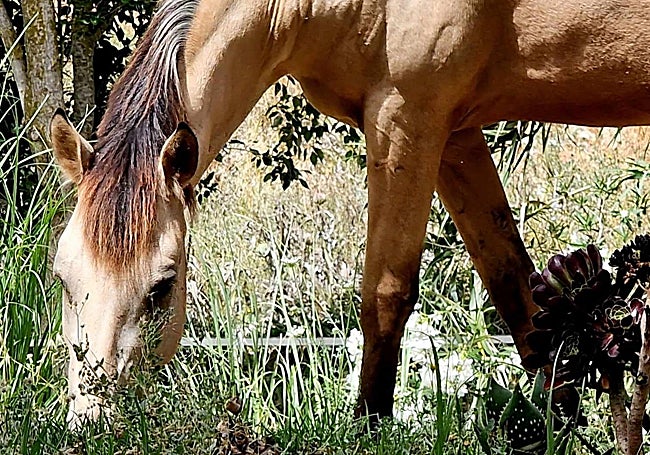 Princesa has now made a complete recovery.