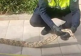 The snake spotted on 6 February