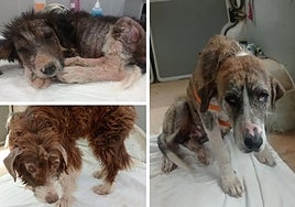 State of the three dogs on the day they were handed over to the Ladram Association, which took charge of their recovery.