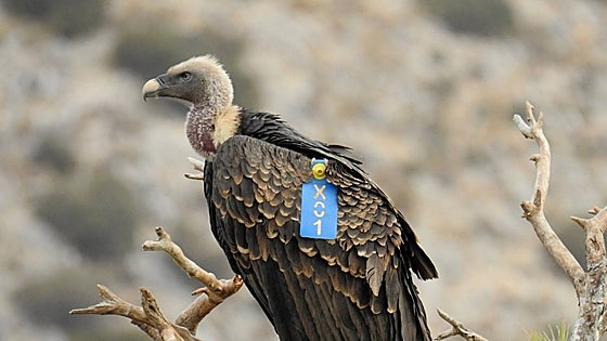 Critically endangered African vulture breeds for first time in Malaga province