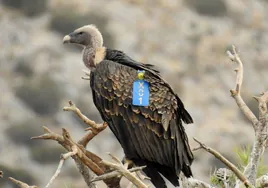 Atlas, the first male Rüppell's or spotted vulture to breed successfully at El Chorro.