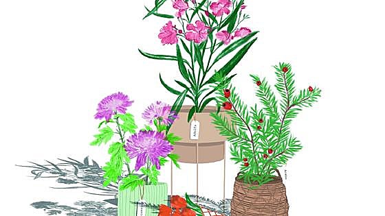 Plants as beautiful as they are toxic: poinsettia, ivy, yew, oleander...