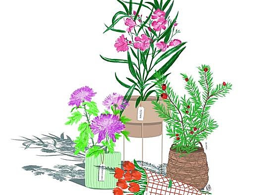 Plants as beautiful as they are toxic: poinsettia, ivy, yew, oleander...