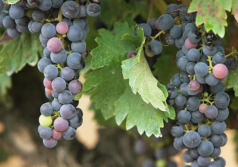 Wines in a country at war