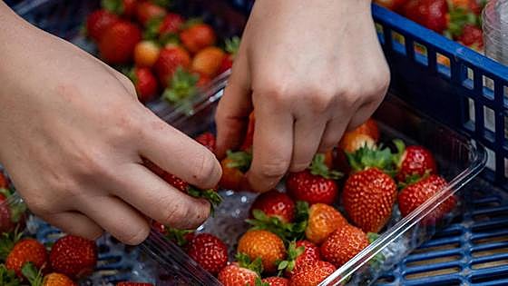 EU food safety alert issued after Hepatitis A detected in strawberries imported into Spain from Morocco