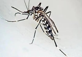 Tiger mosquitoes are breeding outside main summer months in Malaga, scientific study reveals