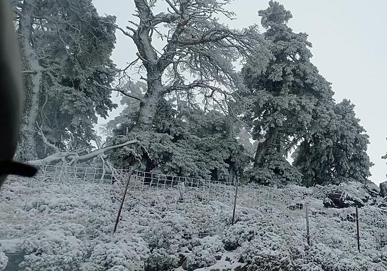 Snow-covered trees in the Sierra de las Nieves.