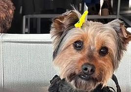 Fashion show and afternoon tea to raise funds for Costa del Sol animal shelter