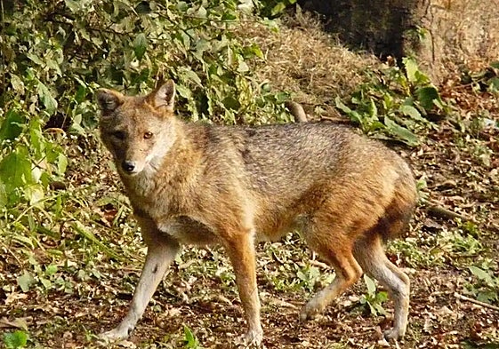 A golden jackal.