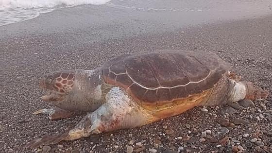 Dead loggerhead turtle found on the Costa Tropical
